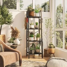 a living room filled with lots of potted plants