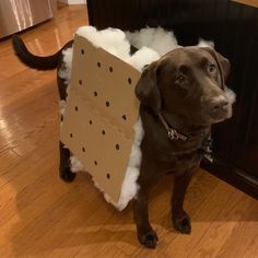 a brown dog standing on top of a hard wood floor