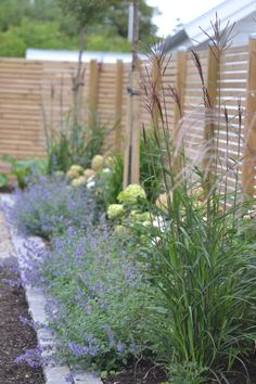 the garden is full of purple flowers and green plants, along with some brown wood slats