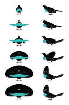 the silhouettes of different birds are shown in black and teal colors, with one bird standing on top of each other