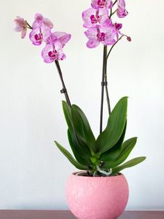 a pink vase filled with purple orchids on top of a wooden table next to a white wall