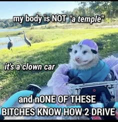 Possum Memes, Clown Car, Awesome Possum, Raccoon Funny, A Clown, Trash Panda, Random Memes, Very Funny Pictures, Funny Reaction Pictures