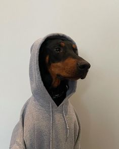 a dog wearing a hoodie is standing in front of a white wall and looking at the camera