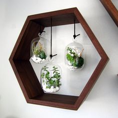 three glass vases with plants in them hanging from a wooden hexagonal shelf