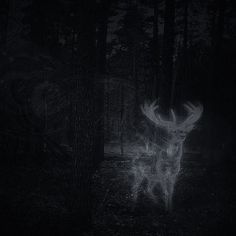 a deer is standing in the woods at night