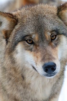 a wolf looking at the camera with an intense look on it's face,