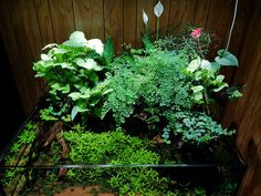 a fish tank filled with plants and other greenery in front of a wooden wall