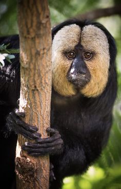 a close up of a monkey on a tree with its head stuck in a branch