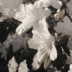 black and white photograph of flowers in bloom