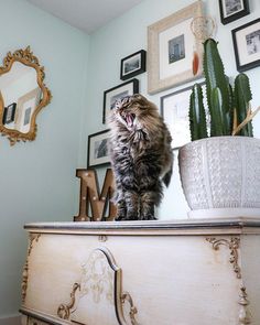 a cat sitting on top of a dresser next to a potted plant