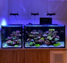 two fish tanks with different types of corals in them