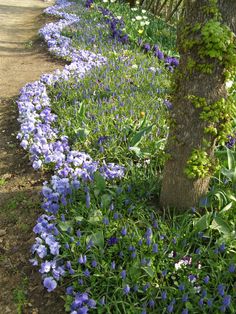 the blue flowers are growing next to the tree