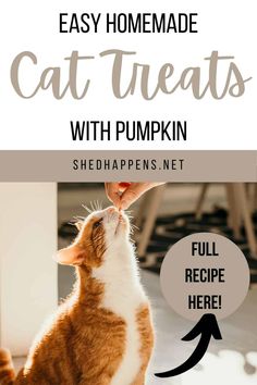 an orange and white cat sitting on the floor with text overlay that reads easy homemade cat treats with pumpkin