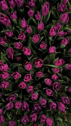 purple tulips are in the middle of a large flower arrangement with green leaves