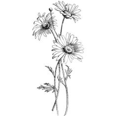 three daisies are shown in this black and white drawing