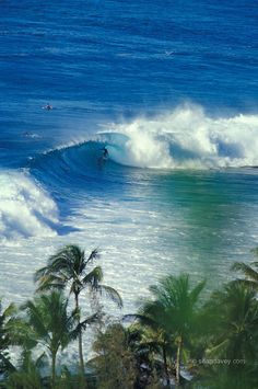 a person riding a wave on top of a surfboard in the middle of palm trees