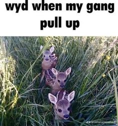 two baby deers sitting in the grass with caption that reads, when my gang pull up