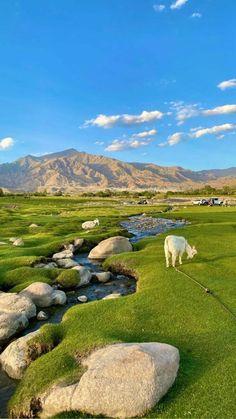 a white cow grazing on grass next to a stream in the middle of a field