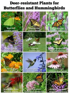 butterflies and hummings are featured in this poster with the words deer - resistant plants for butterflies