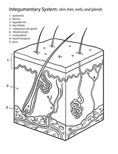 an animal's body is labeled in the diagram