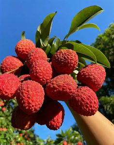 a bunch of red fruit hanging from the top of a tree branch with green leaves