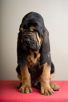 a black and brown dog sitting on top of a red blanket