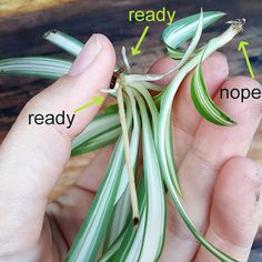 a hand holding an air plant with the words ready on it