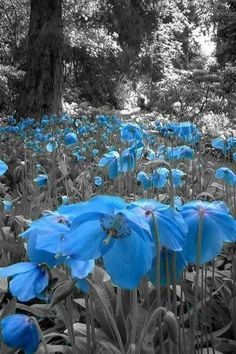 black and white photograph of blue flowers with trees in the backgrounnds