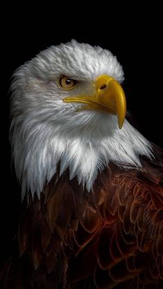 an eagle with white and brown feathers is looking at the camera while standing in front of a black background