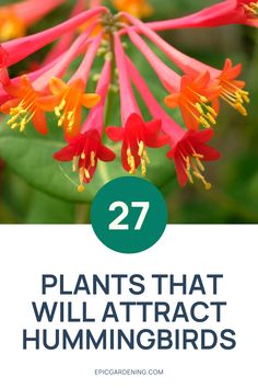 red and yellow flowers with the words, 27 plants that will attract hummingbirds on them