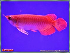 a red fish swimming in an aquarium