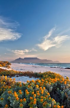 the beach is covered in wildflowers as the sun sets over the mountain range