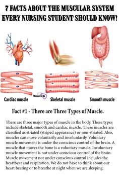 the diagram shows different types of muscles and their functions in this text description, there are three types of muscles