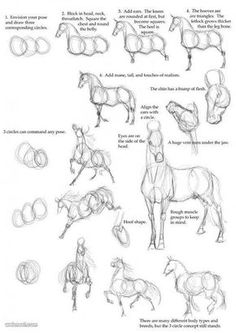 how to draw a horse with different poses and body parts, including the head, tail,