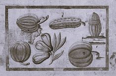 an old drawing of various fruits and vegetables