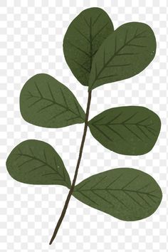 a green leaf on a white background