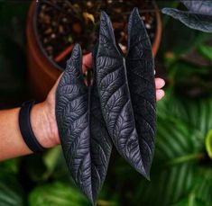 three black leaves are held in the palm of a person's hand, next to a potted plant