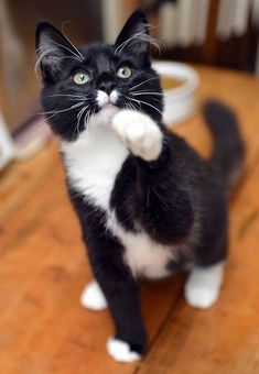 a black and white cat standing on top of a wooden floor