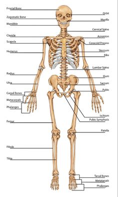 the skeletal skeleton and its major bones