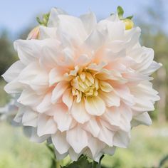 a large white flower with green leaves in the foreground