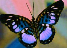 a blue and black butterfly sitting on top of a window sill in front of a colorful background