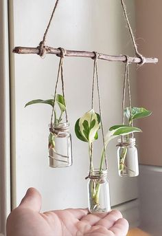 three mason jars with plants hanging from them