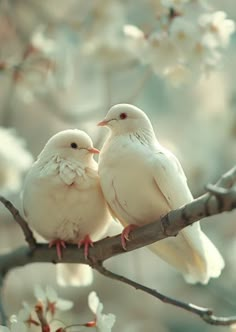 two white birds sitting on top of a tree branch