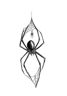 a black and white drawing of a spider