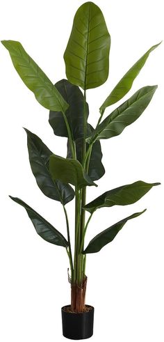 a large green plant in a black pot