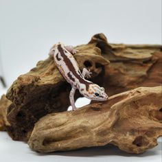 a gecko sitting on top of a piece of driftwood next to a rock