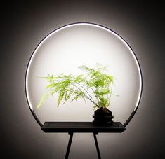 a potted plant sitting in the middle of a round light fixture on top of a table