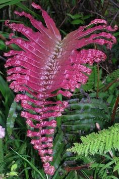 the pink flower is blooming in the forest