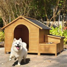 a white dog running in front of a wooden kennel