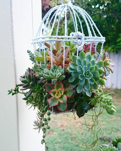 a birdcage filled with succulents hanging from the side of a house